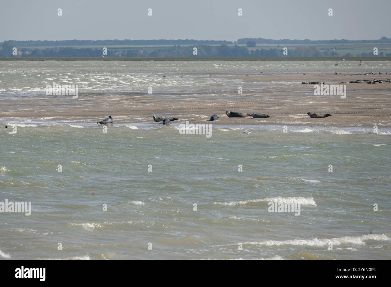 Vue groupe de phoques couchés sur la plage avec mouettes autour au Hourdel Banque D'Images