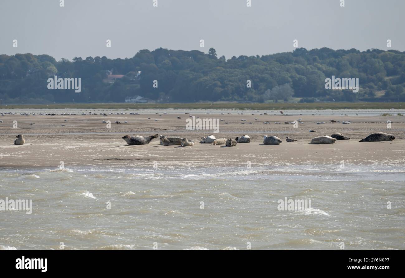 Vue groupe de phoques couchés sur la plage avec mouettes autour au Hourdel Banque D'Images