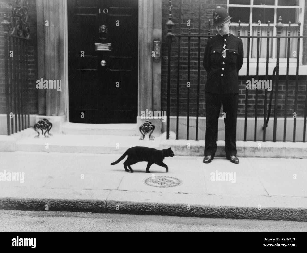 Les célèbres promenades de chat noir chanceux ont passé le numéro 10 Downing Street pendant la crise européenne 3 septembre 1939 Banque D'Images