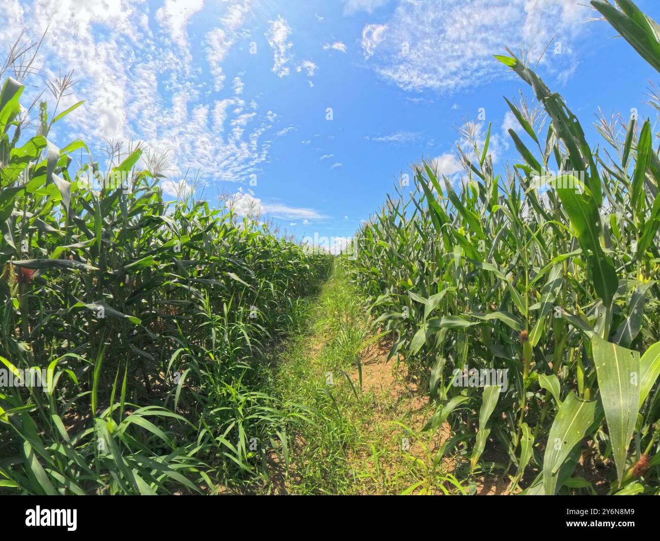 Plantation de champs de maïs grandissant. Jeune maïs vert sur le champ agricole. Banque D'Images