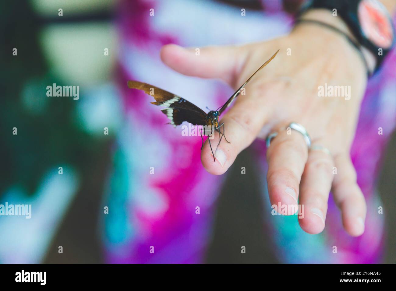 Papillons Rusty-Tipped page Siproeta epaphus, lepidoptera, famille des Nymphalidae Banque D'Images