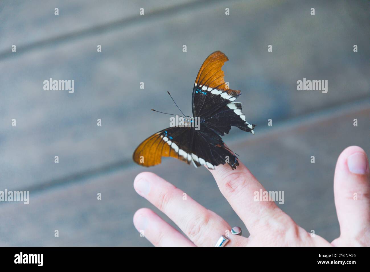 Papillons Rusty-Tipped page Siproeta epaphus, lepidoptera, famille des Nymphalidae Banque D'Images