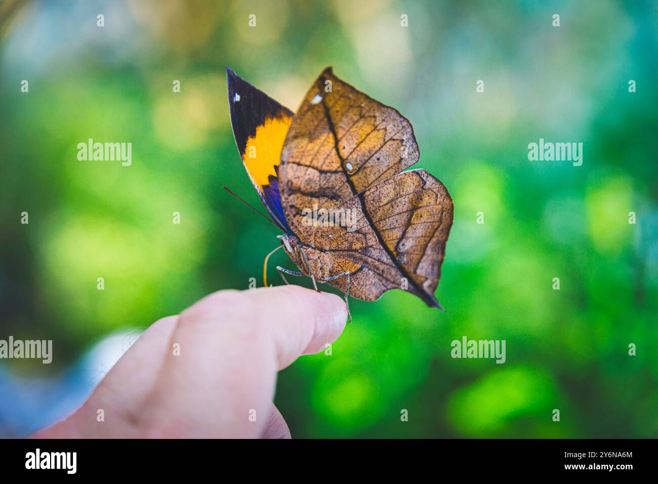 Kallima inachus, papillon feuille ou papillon feuille Boisduval. Les lépidoptères de la famille des Nymphalidae Banque D'Images