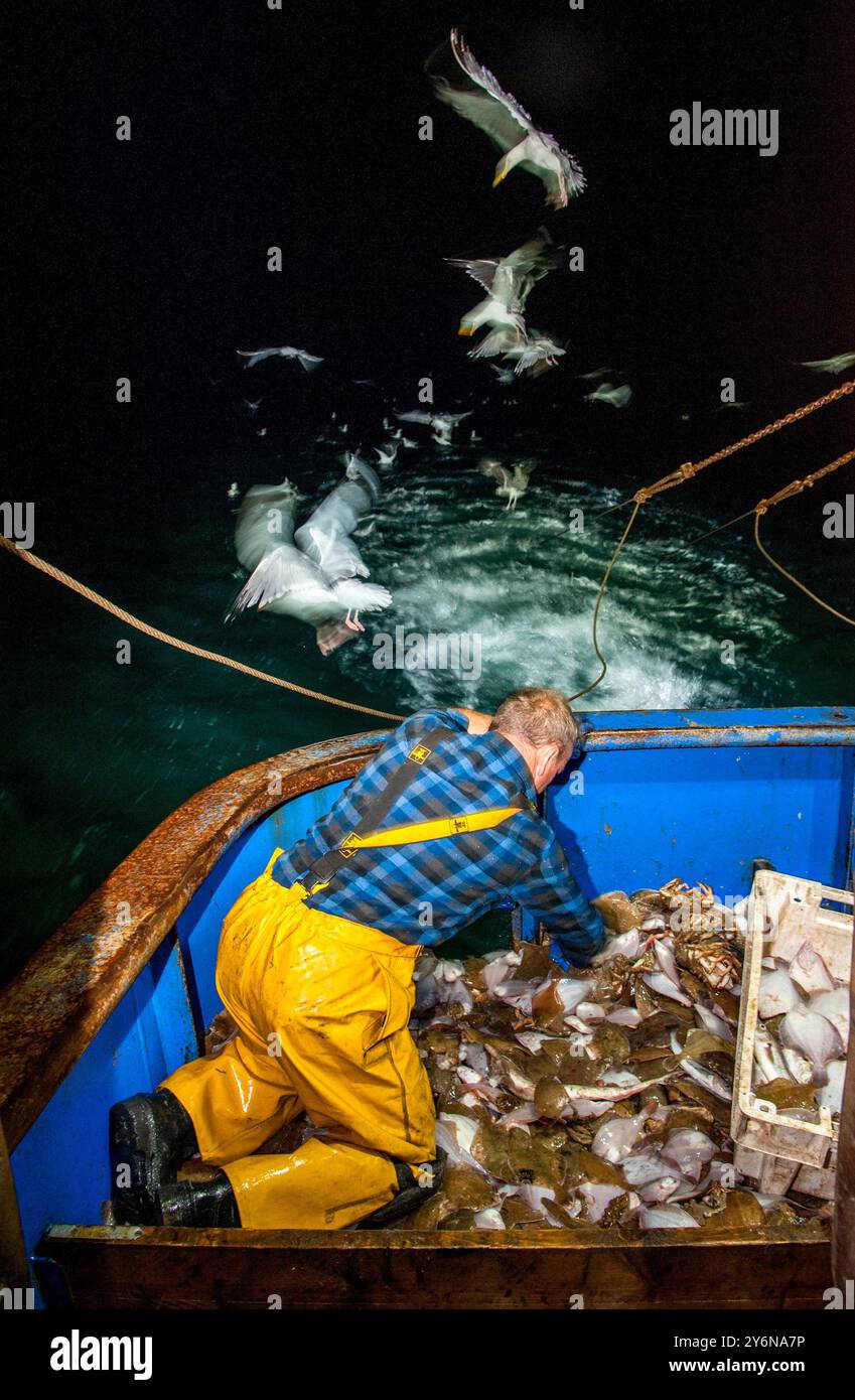 Robert Ball, 59 ans, trie des poissons sur son bateau dans la Manche, 2017 Banque D'Images