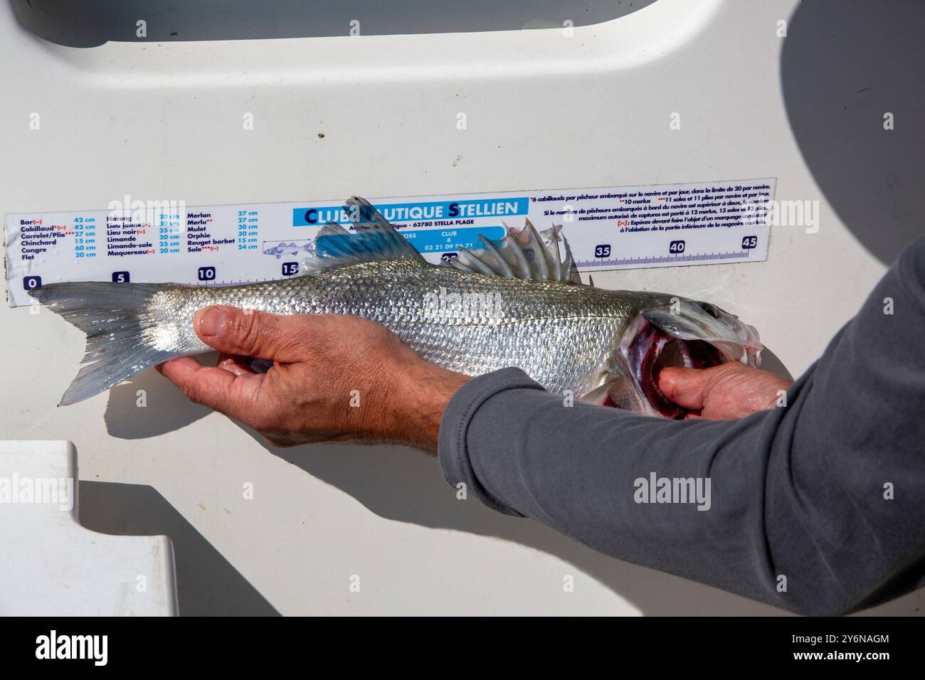Pêche au bar dans le détroit du pas-de-Calais mesurant le maillage des poissons Banque D'Images