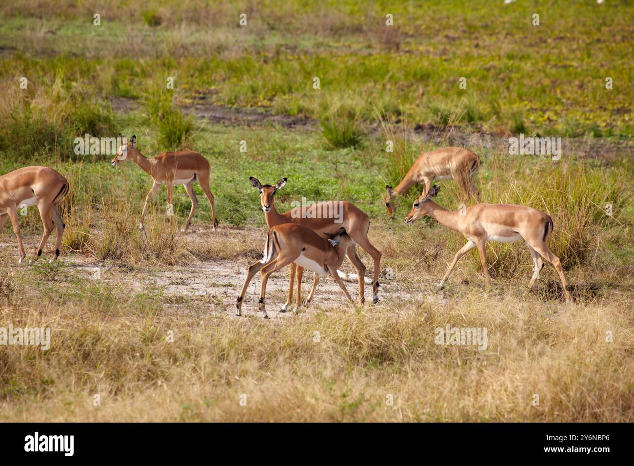 Un groupe d'impalas paissent paisiblement dans les prairies luxuriantes de la réserve de gibier de Selous, en Tanzanie. La scène capture l'essence de la faune africaine et na Banque D'Images