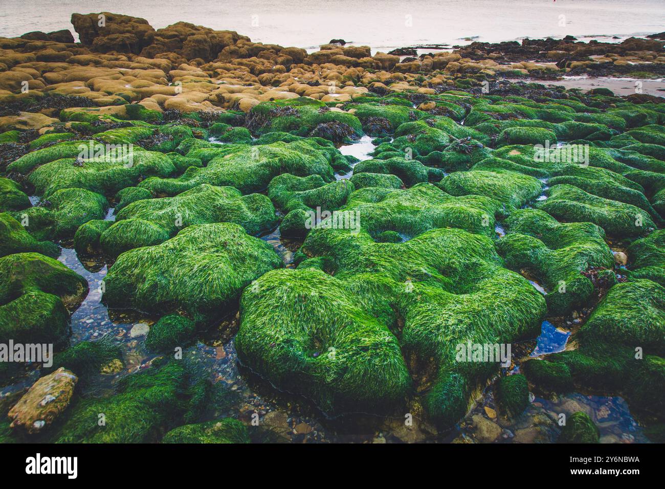 Royaume-Uni, Angleterre, île de Wight, tapis d'algues vertes Banque D'Images