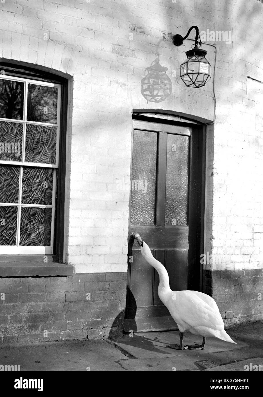 Charlie le cygne est un visiteur régulier de Shoreham's inn - 'The Rising Sun'. Il y a deux ans, dans le Kent de Shoreham, un renard a tué les parents d'un jeune cygnet. Ainsi, certains villages se sont occupés de lui et l'ont nourri à la main. Il a finalement été mis de la rivière Darent qui court à proximité et l'a baptisé 'Charlie'. Et maintenant, trois fois par jour, il peut être vu se rendre à l'auberge locale 'Rising Sun' où il est nourri. 26 octobre 1957 Banque D'Images Charlie le cygne est un visiteur régulier de Shoreham's inn - 'The Rising Sun'. Il y a deux ans, dans le Kent de Shoreham, un renard a tué les parents d'un jeune cygnet. Ainsi, certains villages se sont occupés de lui et l'ont nourri à la main. Il a finalement été mis de la rivière Darent qui court à proximité et l'a baptisé 'Charlie'. Et maintenant, trois fois par jour, il peut être vu se rendre à l'auberge locale 'Rising Sun' où il est nourri. 26 octobre 1957 Banque D'Images
