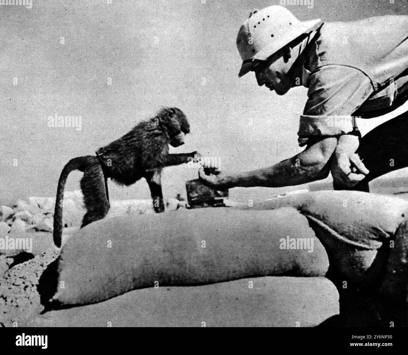 L'une des deux mascottes de babouins qui ont été apportées du Kenya par un régiment sud-africain et sont une source d'amusement sans fin pour tout le mois d'août 1941 Banque D'Images