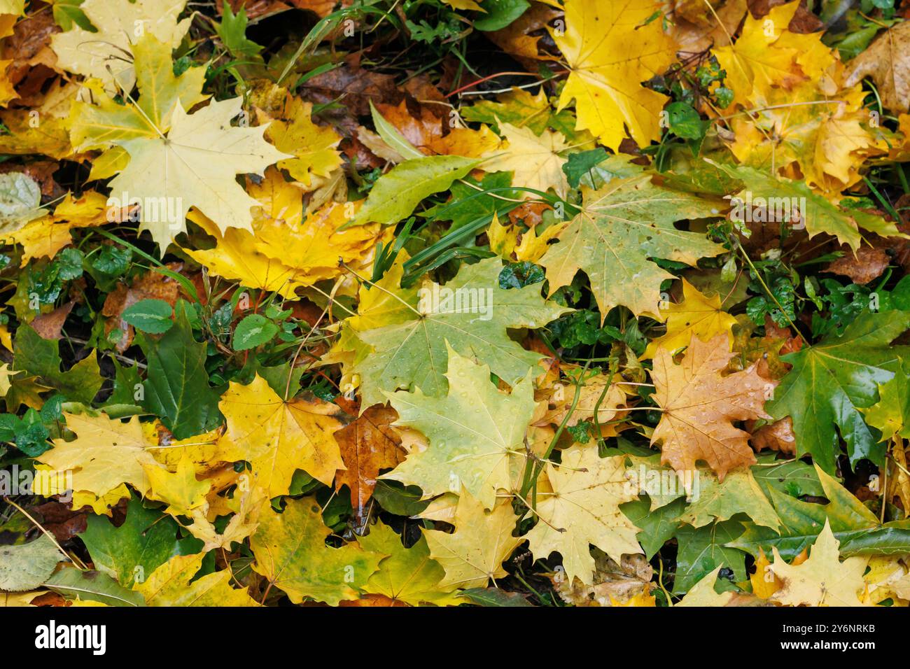 Des feuilles d'érable multicolores reposent sur l'herbe. Pelouse avec de l'herbe verte couverte de feuilles d'érable jaunes tombées. Feuilles d'érable rouges et jaunes dans l'herbe verte. Banque D'Images