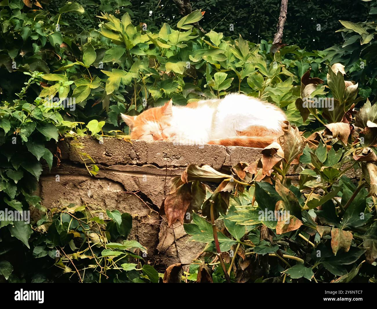 Pékin, Chine. 26 septembre 2024. PÉKIN, CHINE - 26 SEPTEMBRE 2024 - Un chat errant est vu sur une rocaille devant le théâtre du Palais d'été à Pékin, Chine, le 26 septembre 2024. (Photo de CFOTO/SIPA USA) crédit : Sipa US/Alamy Live News Banque D'Images