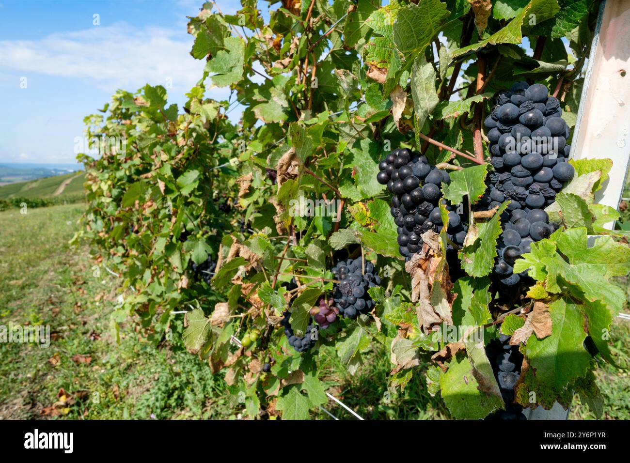 Châtillon-sur-Marne (Nord de la France) : grappes de raisins mûrs sur vignes avant la récolte Banque D'Images