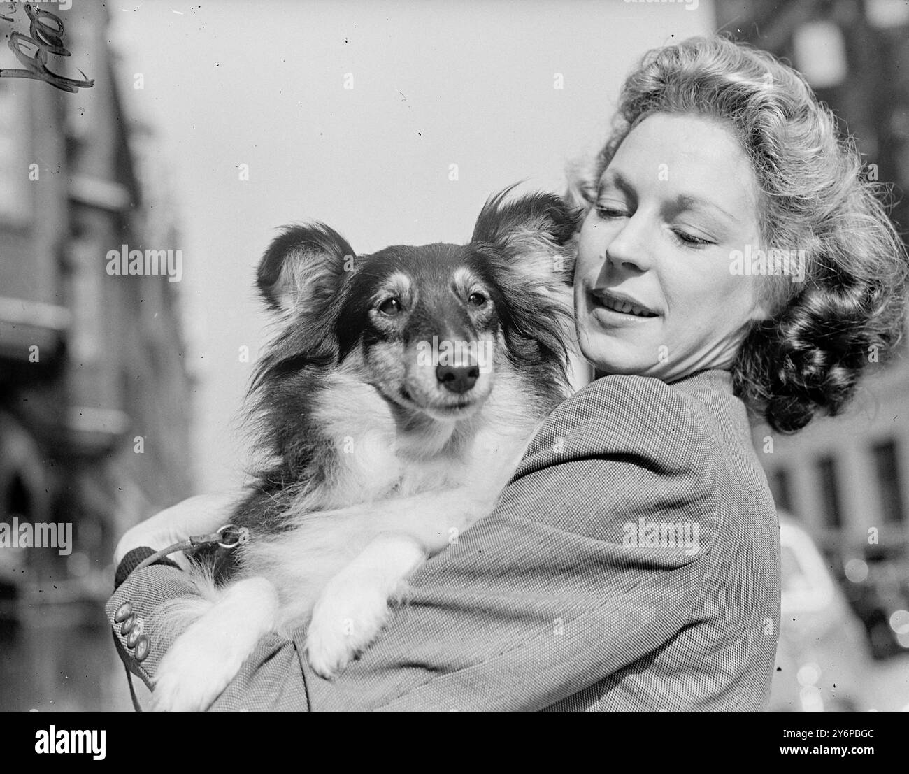 TRANSPORT PRIVÉ prenant une vue élevée des piétons comme elle arrive à Holy Trinity Hall, Great Portland Street, Londres est RINGMER DAWN. Ringmer arrive dans les bras de son propriétaire - Miss L.S.Hallworth de Redding, Berks le spectacle ouvert du club de berger anglais Shetland. 4 octobre 1949 Banque D'Images