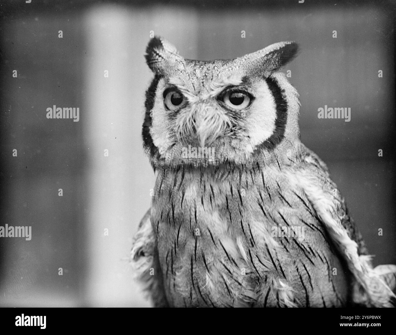 PREMIER REGARD en regardant sa nouvelle maison-- le zoo de Londres-- est ce Scops Owl au visage blanc, qui est arrivé récemment du Cameroun britannique, semble avoir réglé les avantages et les inconvénients de sa nouvelle situation. Mais son opinion sur le zoo n'est probablement pas défavorable' Owls regardent de cette façon tout le temps. 8 octobre 1949 Banque D'Images