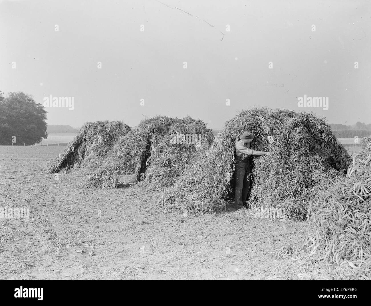 Haricots de coureur de séchage pour la graine. 6 octobre 1947 Banque D'Images
