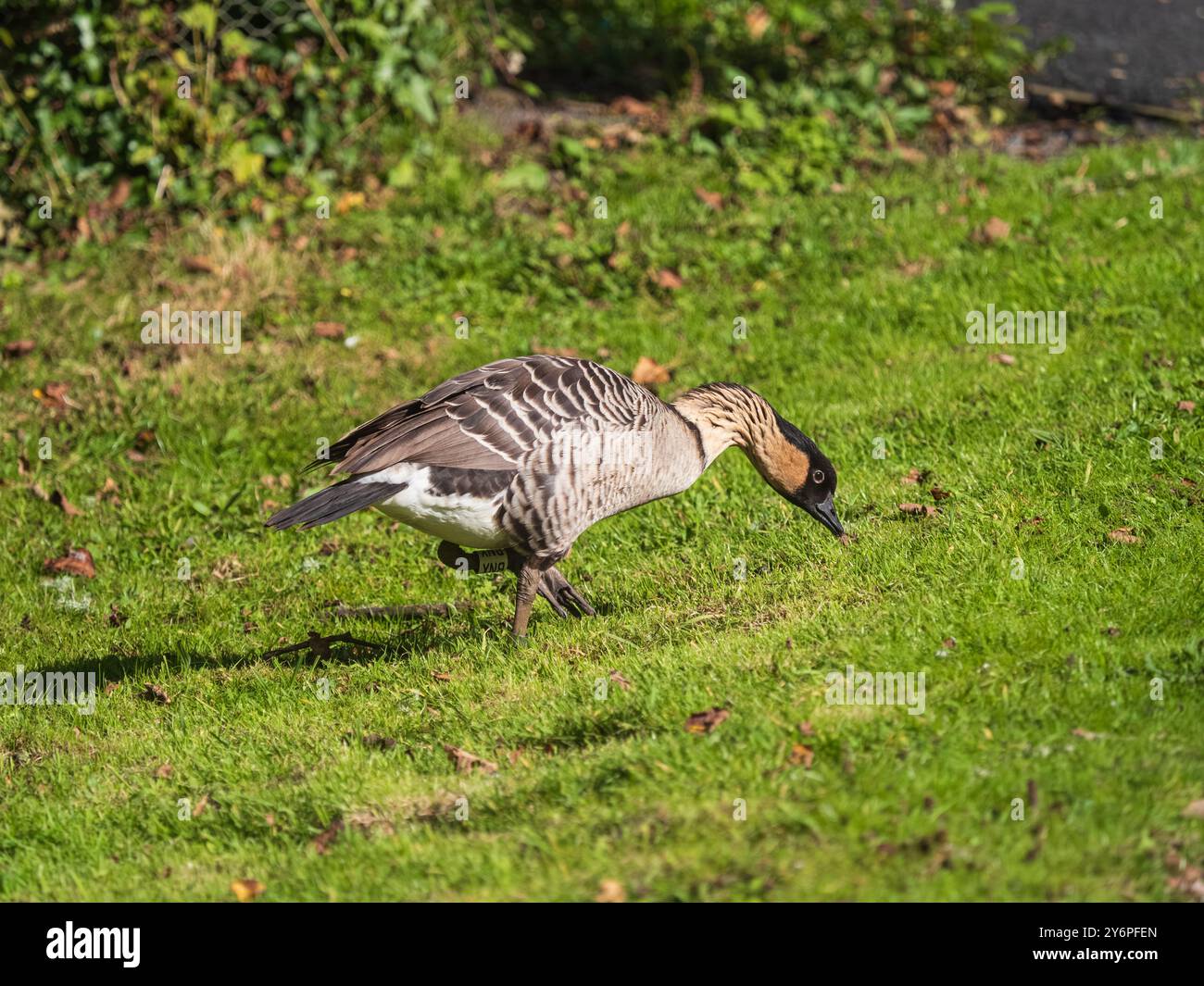 Adulte Nene, oie d'Hawaï, Branta sandvicensis, au Llanelli Wetland Centre, pays de Galles, Royaume-Uni Banque D'Images