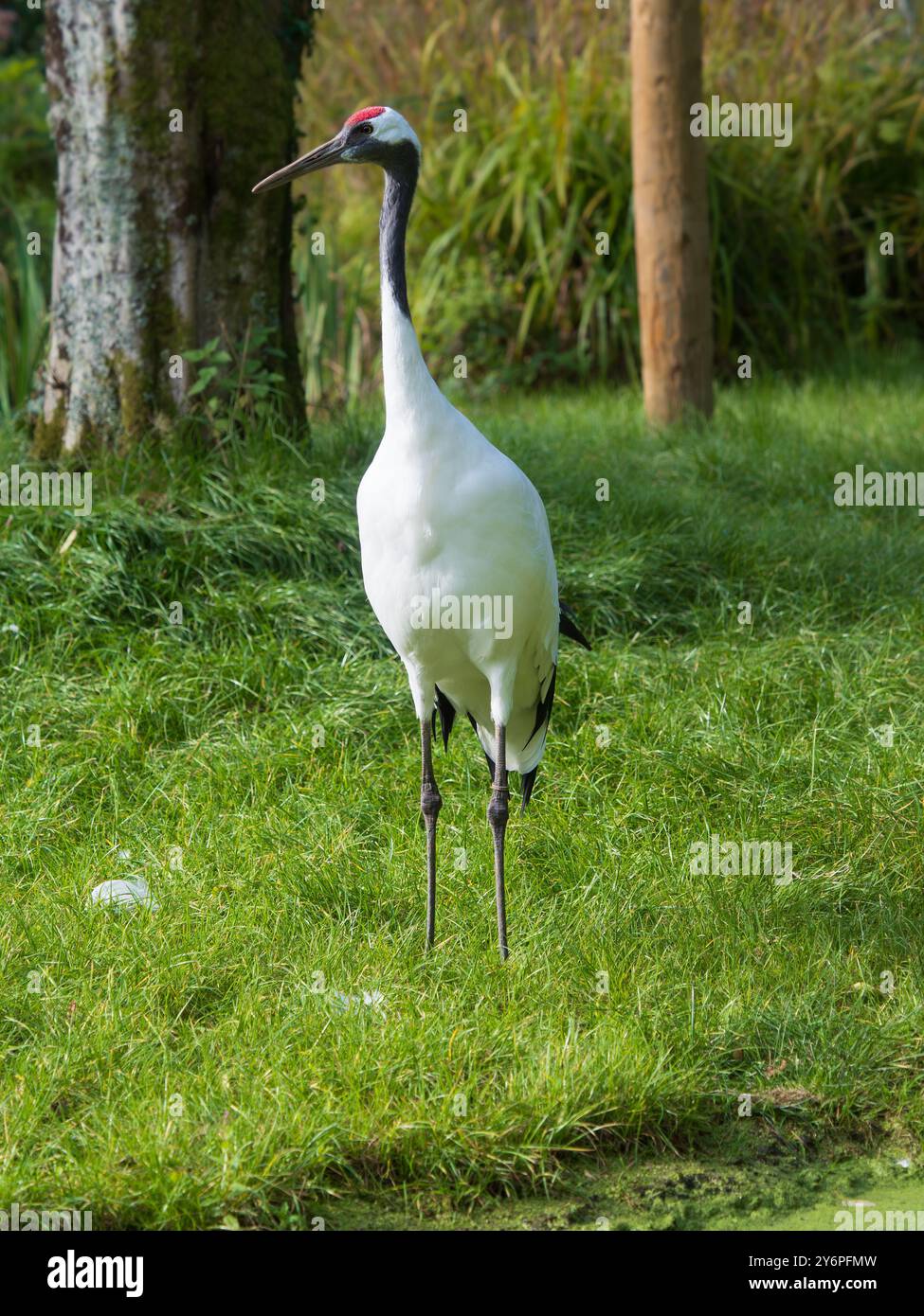 Grue adulte à couronne rouge ou japonaise élevée en captivité, Grus japonensis, au Llanelli Wetland Centre, pays de Galles, Royaume-Uni Banque D'Images