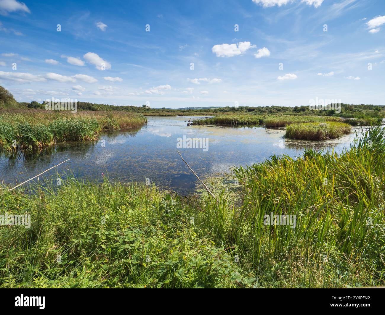 Vue sur les raclures d'eau libre et les roseaux de la peau de Peter Scott au Llanelli Wetland Centre, pays de Galles, Royaume-Uni Banque D'Images