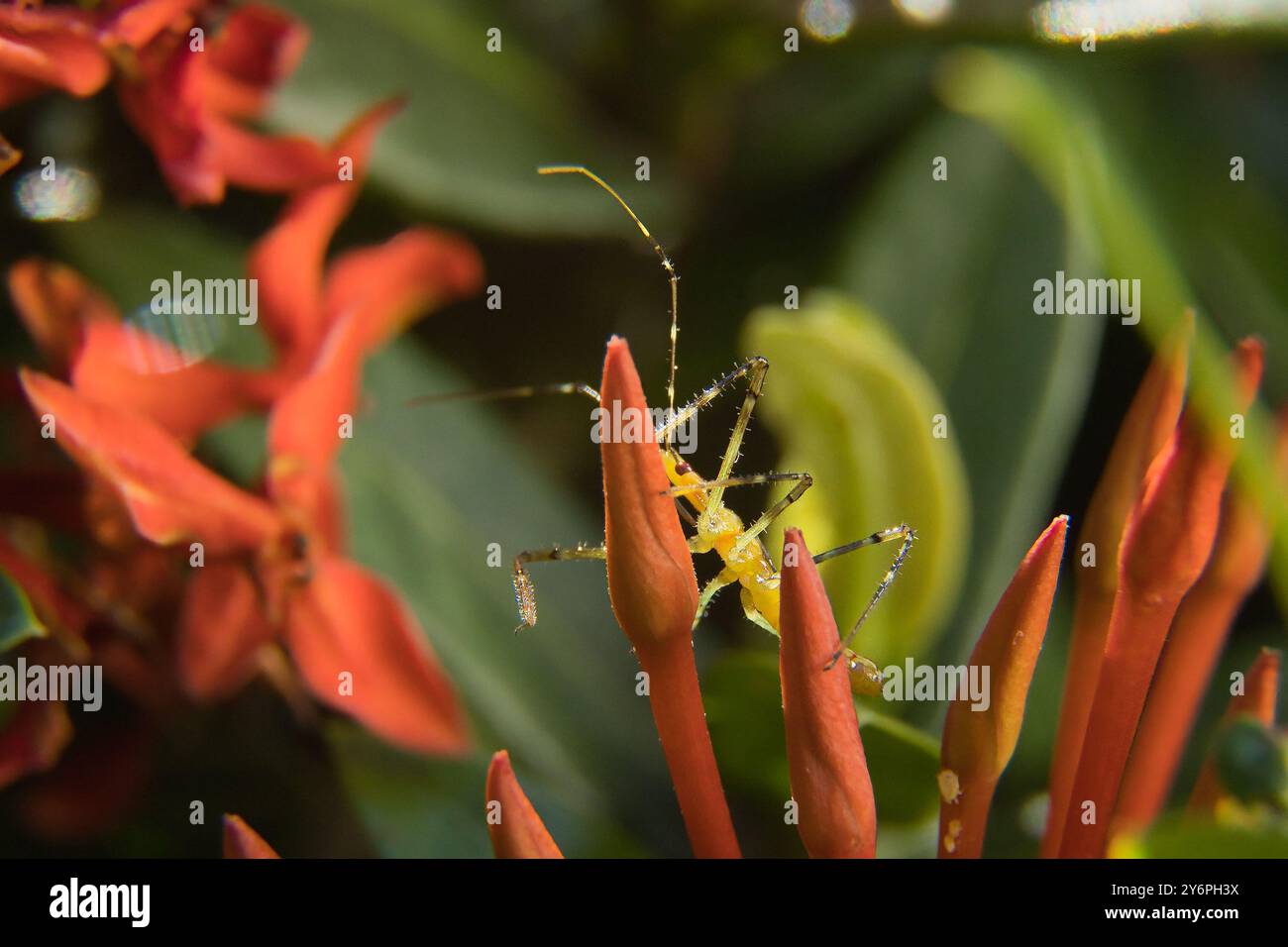 Un insecte jaune est sur une fleur rouge. La fleur est entourée de feuilles vertes. L'insecte est sur la tige de la fleur Banque D'Images