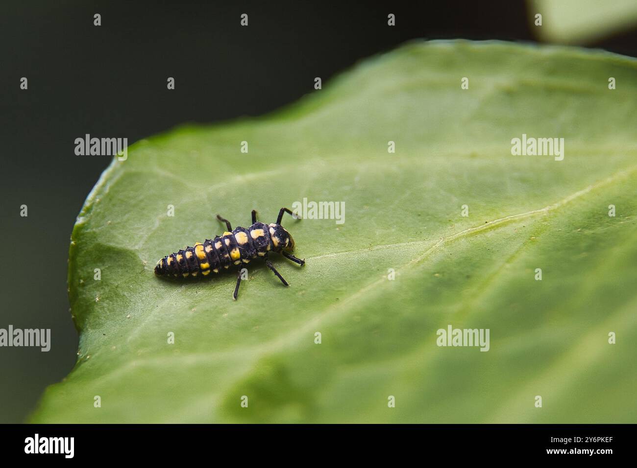 Un petit insecte noir et jaune est sur une feuille. L'insecte est sur une feuille qui est de couleur verte Banque D'Images