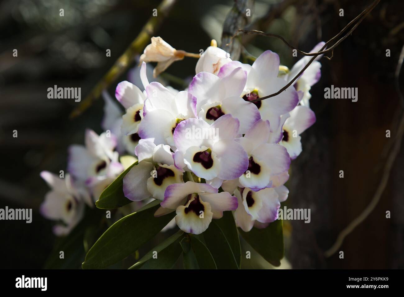 Un bouquet de fleurs blanches avec des centres noirs. Les fleurs sont sur une branche. Les fleurs sont très jolies Banque D'Images