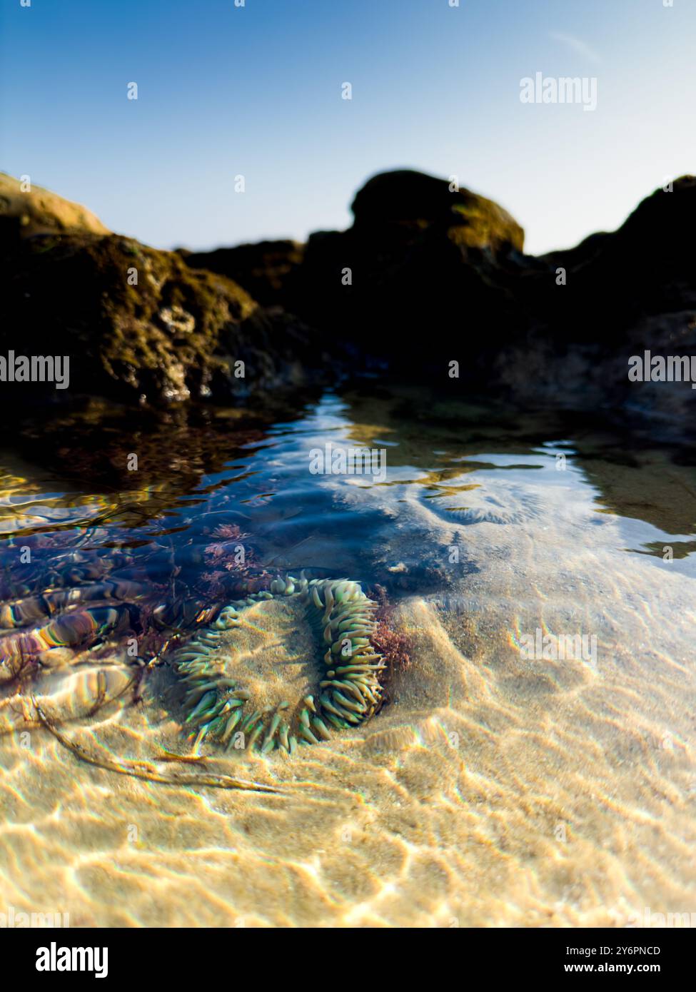 Anémone de mer dans un bassin de marée en eau peu profonde avec le ciel au-dessus. Banque D'Images