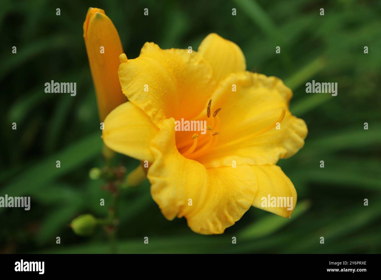 Golden Yellow Daylily 'Stella d' Oro' dans le jardin, Daylily avec des pétales délicats, longues étamines et bourgeon, Hemerocallis, tête de fleur macro, beauté Banque D'Images