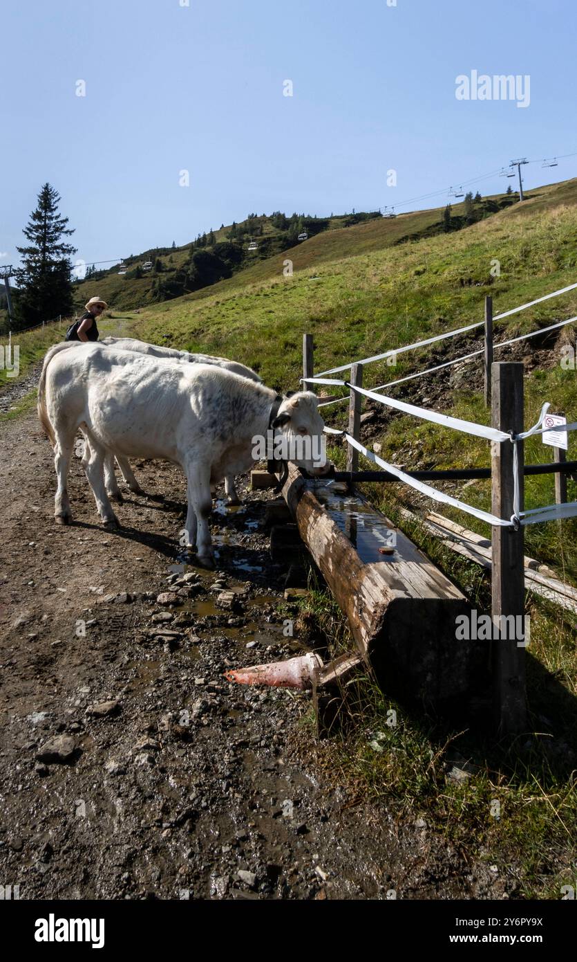 Wildschönau : Sommer auf der Alm. - Eine Kuh trinkt frisches Wasser aus einer Tränke auf einer hochgelegenen Weide in der Wildschönau Tirol/Österreich. Banque D'Images