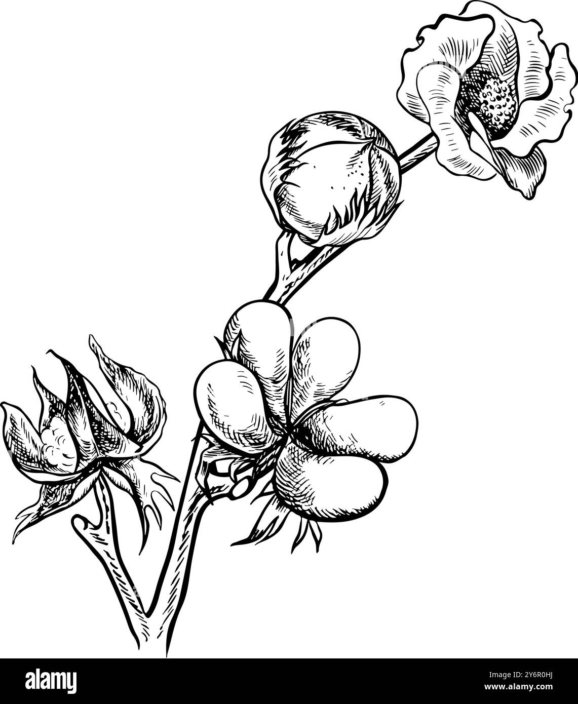 Le coton est biologique. Une branche de coton non mûr avec des fleurs et des bourgeons, soulignant les caractéristiques botaniques. Noir et blanc, détaillé, graphique, vecteur Illustration de Vecteur