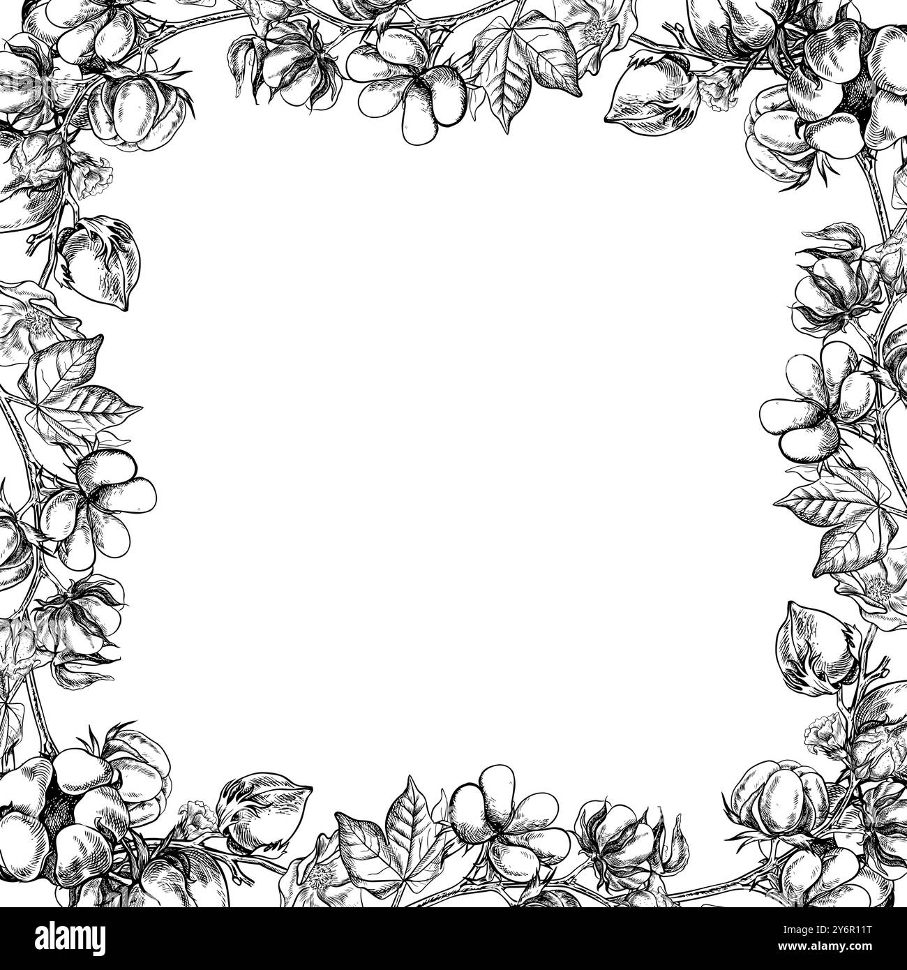 Le coton est biologique. Un cadre avec des brindilles de coton. Noir et blanc, détaillé, graphique, illustration vectorielle, dessiné à la main, sur fond blanc. Pour labe Illustration de Vecteur