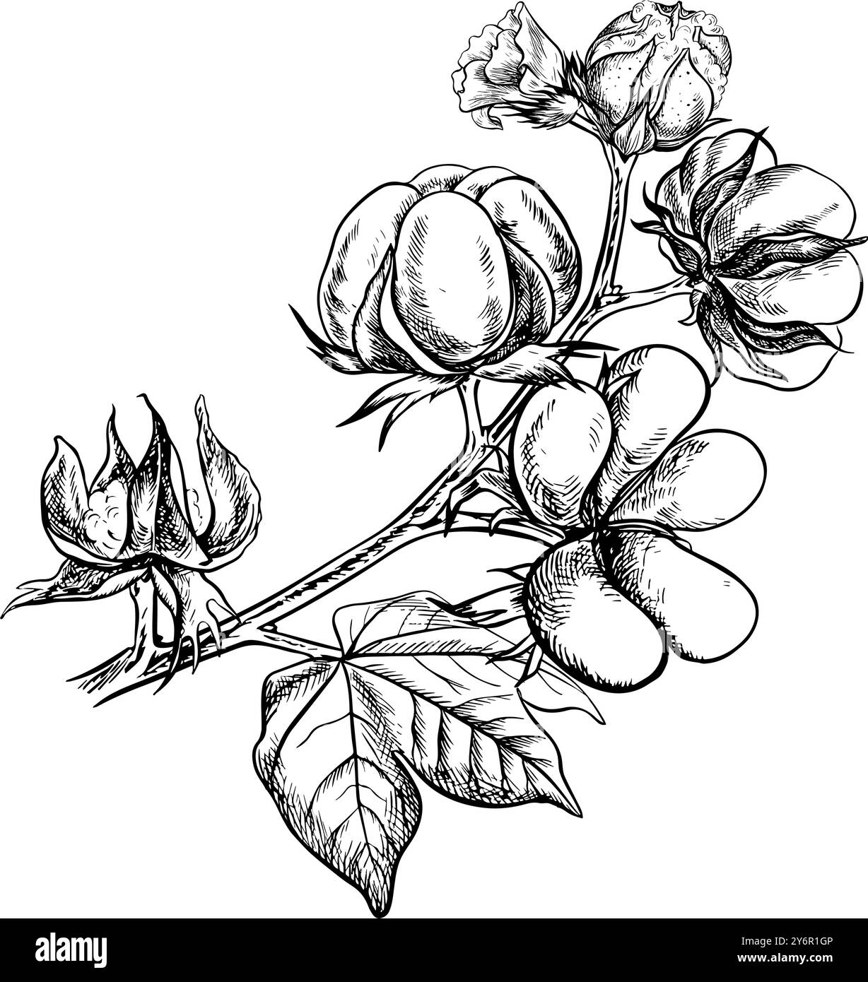 Le coton est biologique. Une branche de coton mûr, soulignant les caractéristiques botaniques. Noir et blanc, détaillé, graphique, illustration vectorielle. Isoler, Illustration de Vecteur