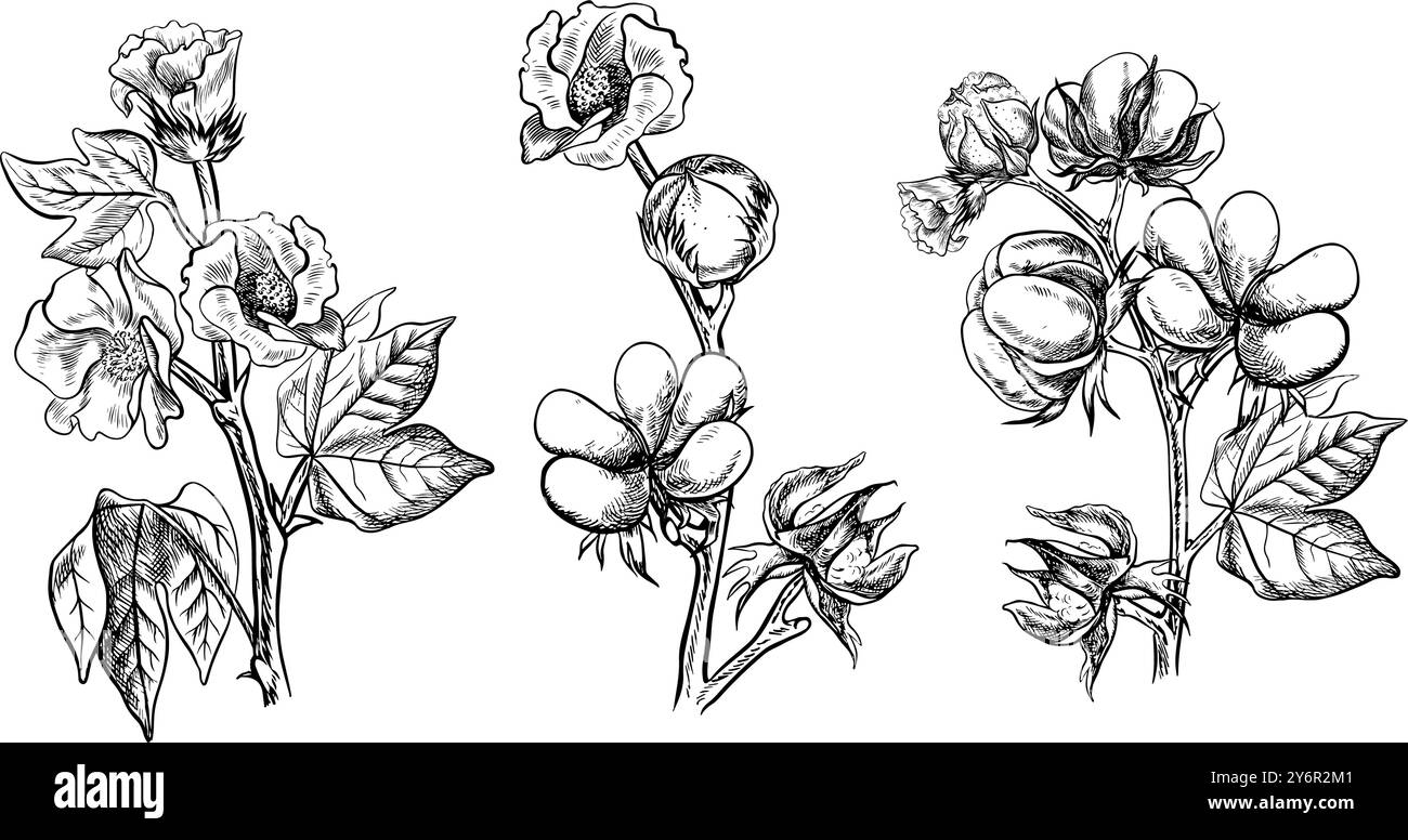 Le coton est biologique. Un ensemble de branches de coton, mûres, non mûres et florissantes. Noir et blanc, détaillé, graphique, illustration vectorielle. Isoler, main-dra Illustration de Vecteur