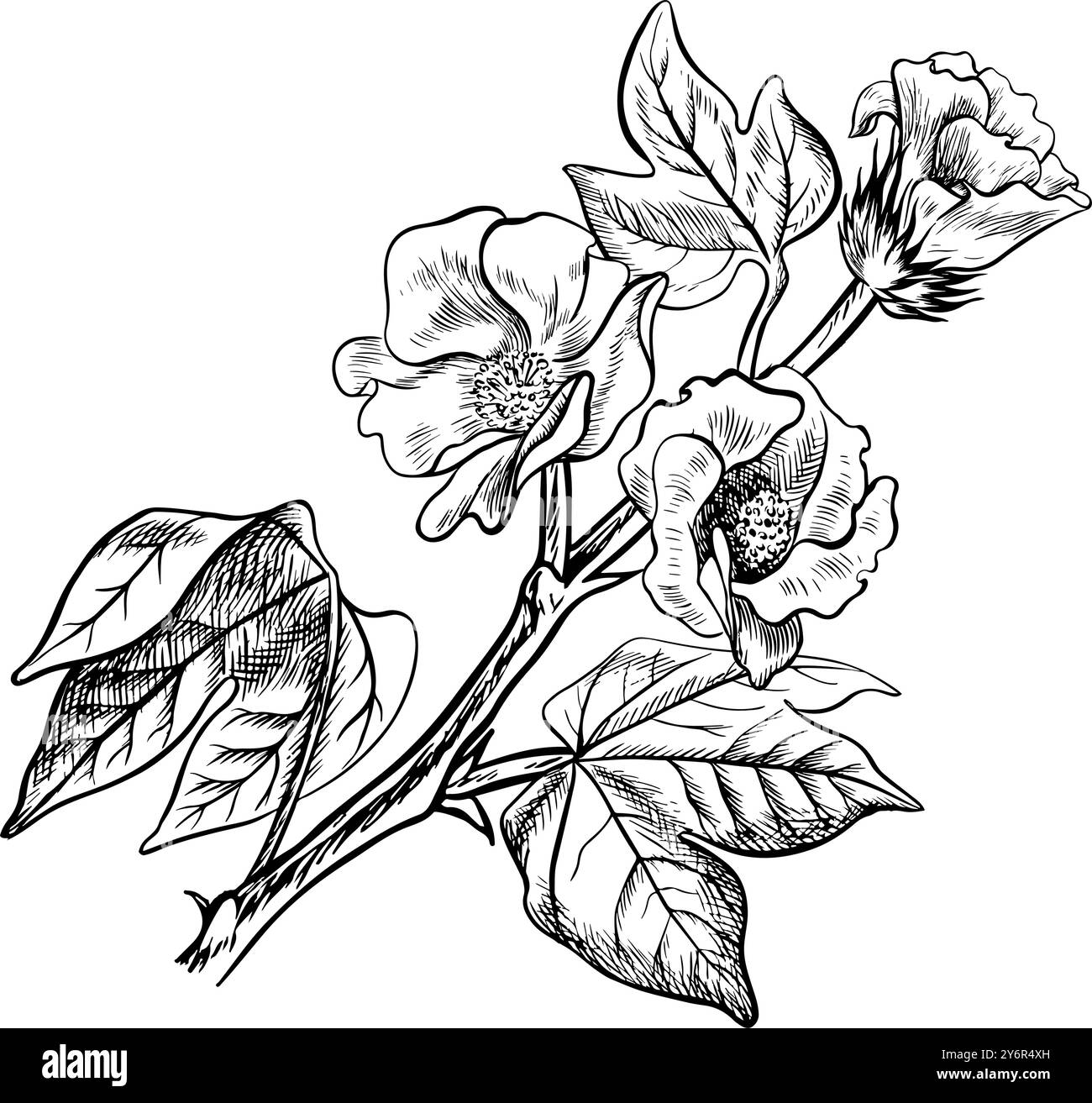 Le coton est biologique. Une branche de coton non mûr avec des fleurs, soulignant les caractéristiques botaniques. Noir et blanc, détaillé, graphique, illustration vectorielle Illustration de Vecteur