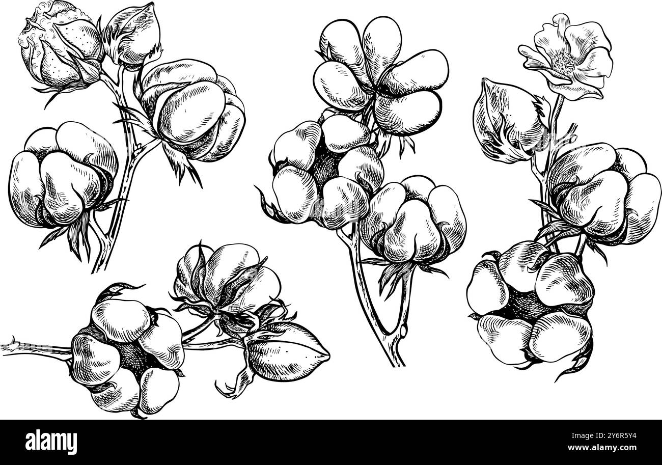 Le coton est biologique. Un ensemble de branches de coton, mûres, non mûres et florissantes. Noir et blanc, détaillé, graphique, illustration vectorielle. Isoler, main-dra Illustration de Vecteur
