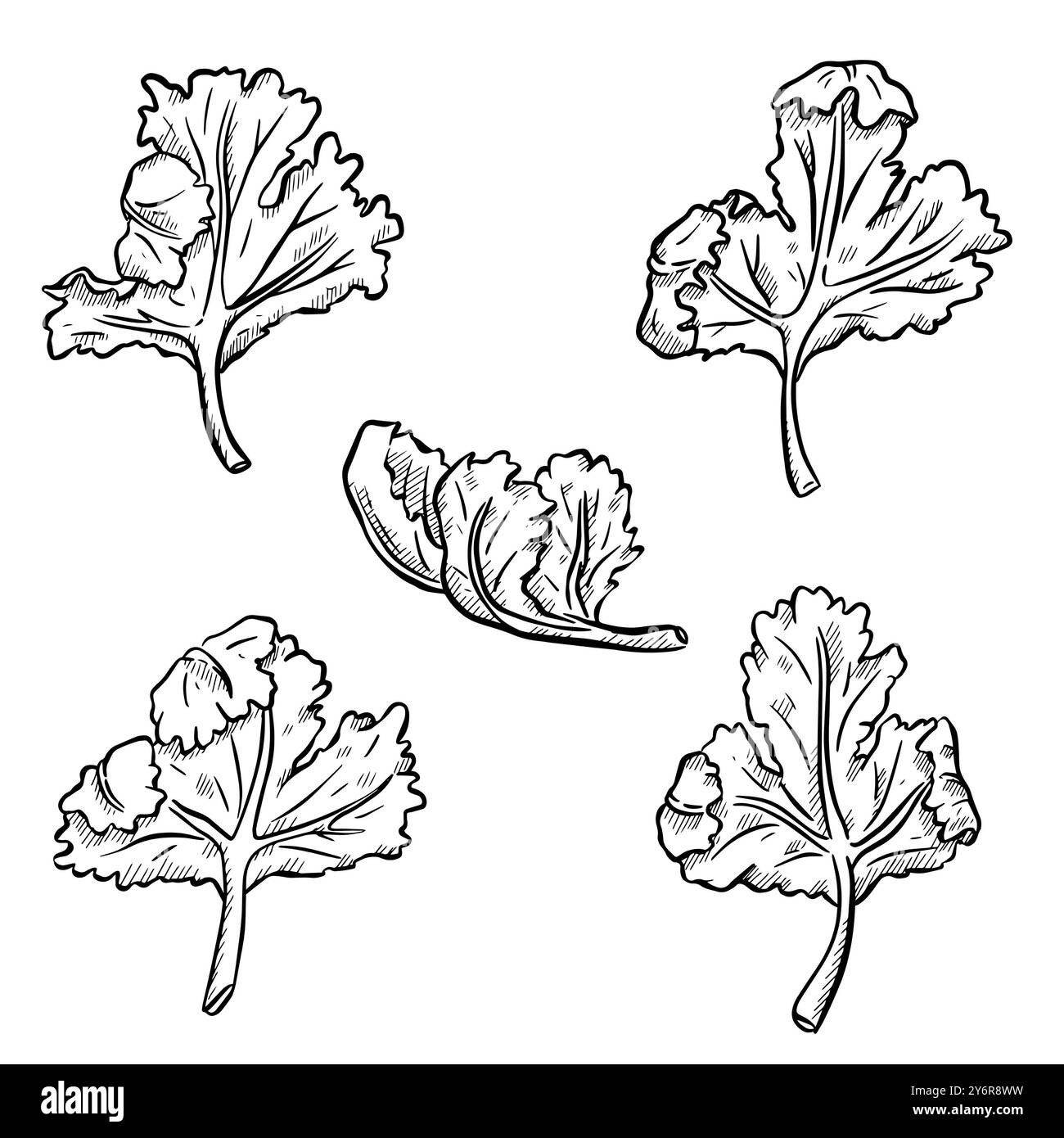 Coriandre coriandre salade de feuilles d'herbes illustration graphique Banque D'Images