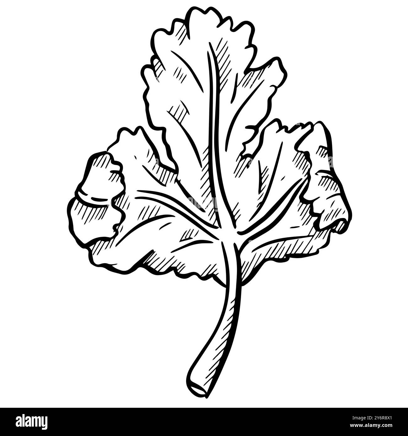 Coriandre coriandre salade de feuilles d'herbes illustration graphique Banque D'Images