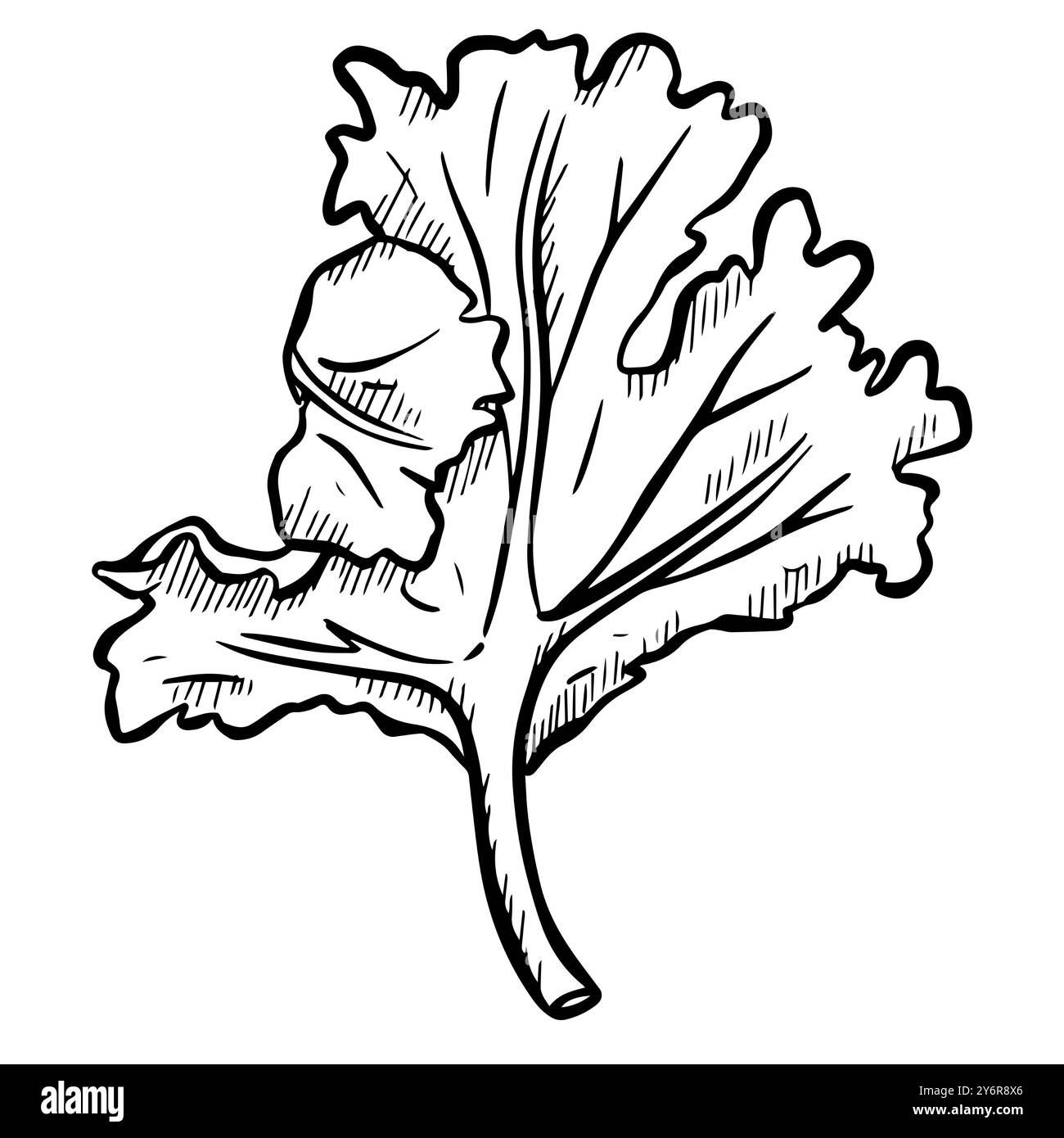 Coriandre coriandre salade de feuilles d'herbes illustration graphique Banque D'Images