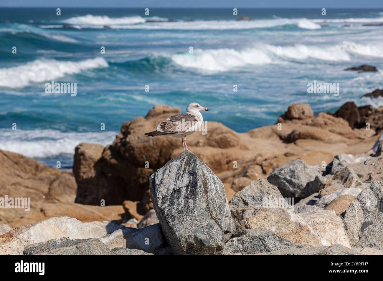 Côte californienne, vagues s'écrasant sur les rochers, océan Pacifique, USA Banque D'Images