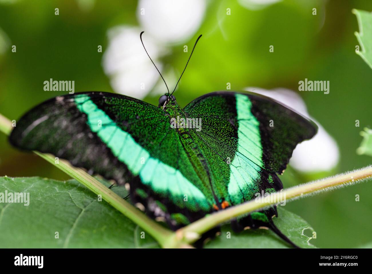 Papilio crino, paon bandé commun sur une feuille se nourrissant Banque D'Images