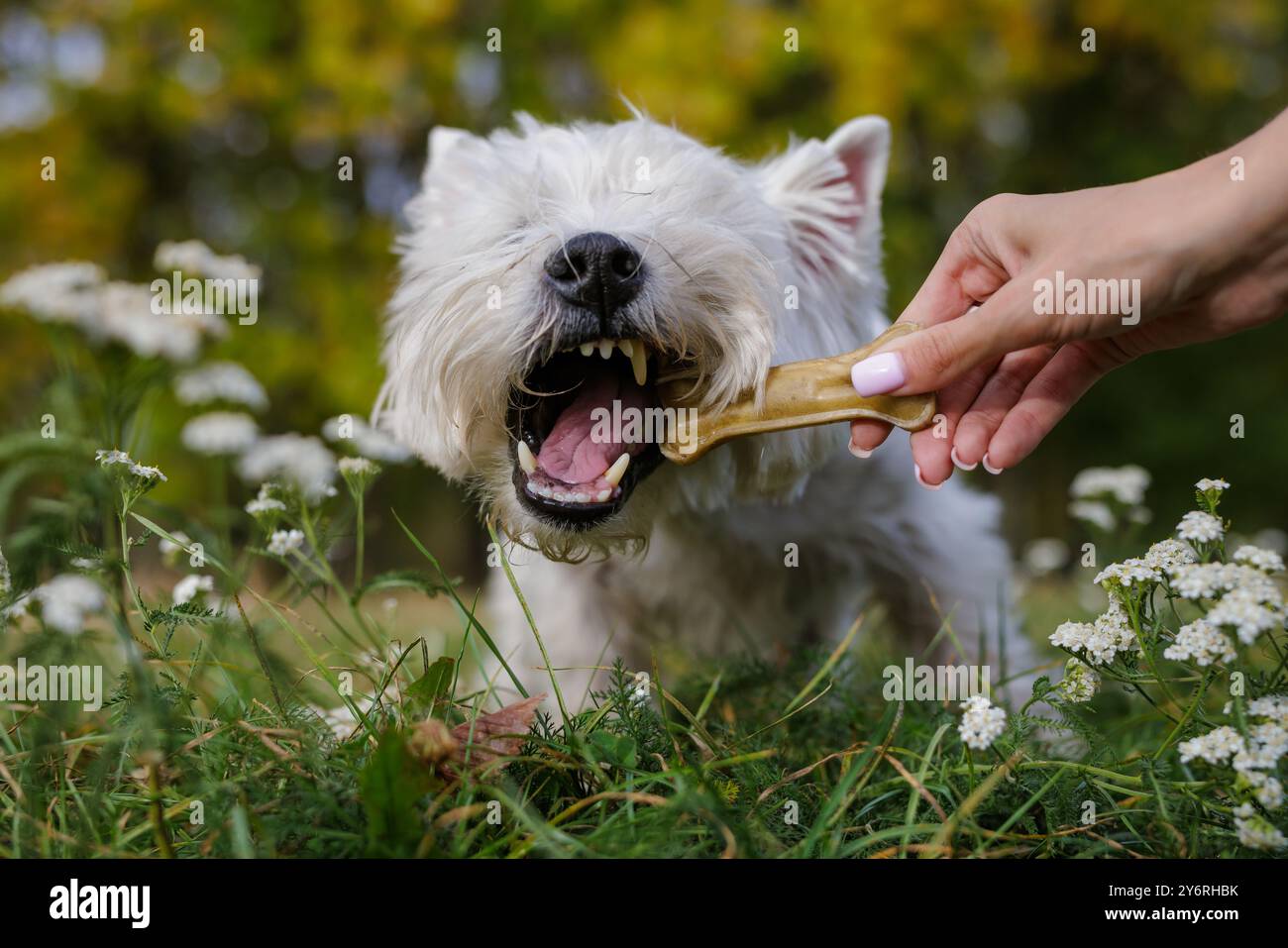 chien blanc affamé manger os de près des mains du propriétaire, concept food nourriture saine pour chien, chien heureux Banque D'Images
