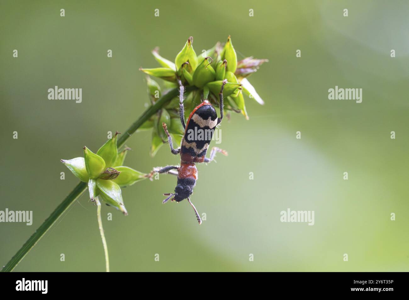 Coléoptère à fourmis (Thanasimus formicarius), rampant sur une tige, Parc national de la Forêt Noire, Bade-Wuertemberg, Allemagne, Europe Banque D'Images