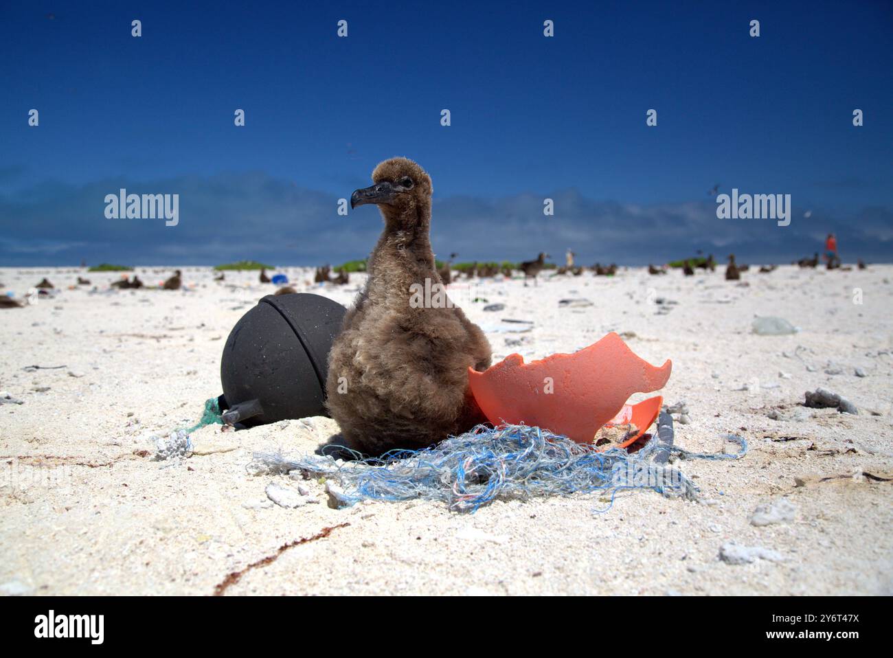 Albatros assis sur des débris, Hawaii Banque D'Images