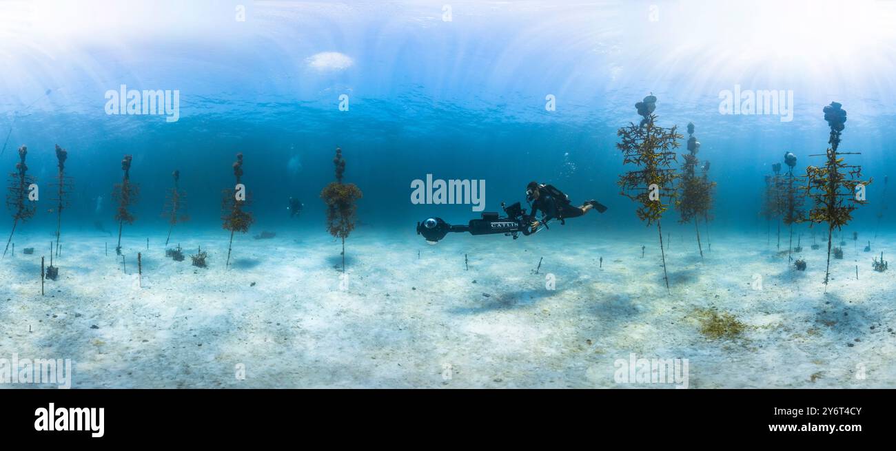 Coral Nursery, Florida Keys National Marine Sanctuary Banque D'Images