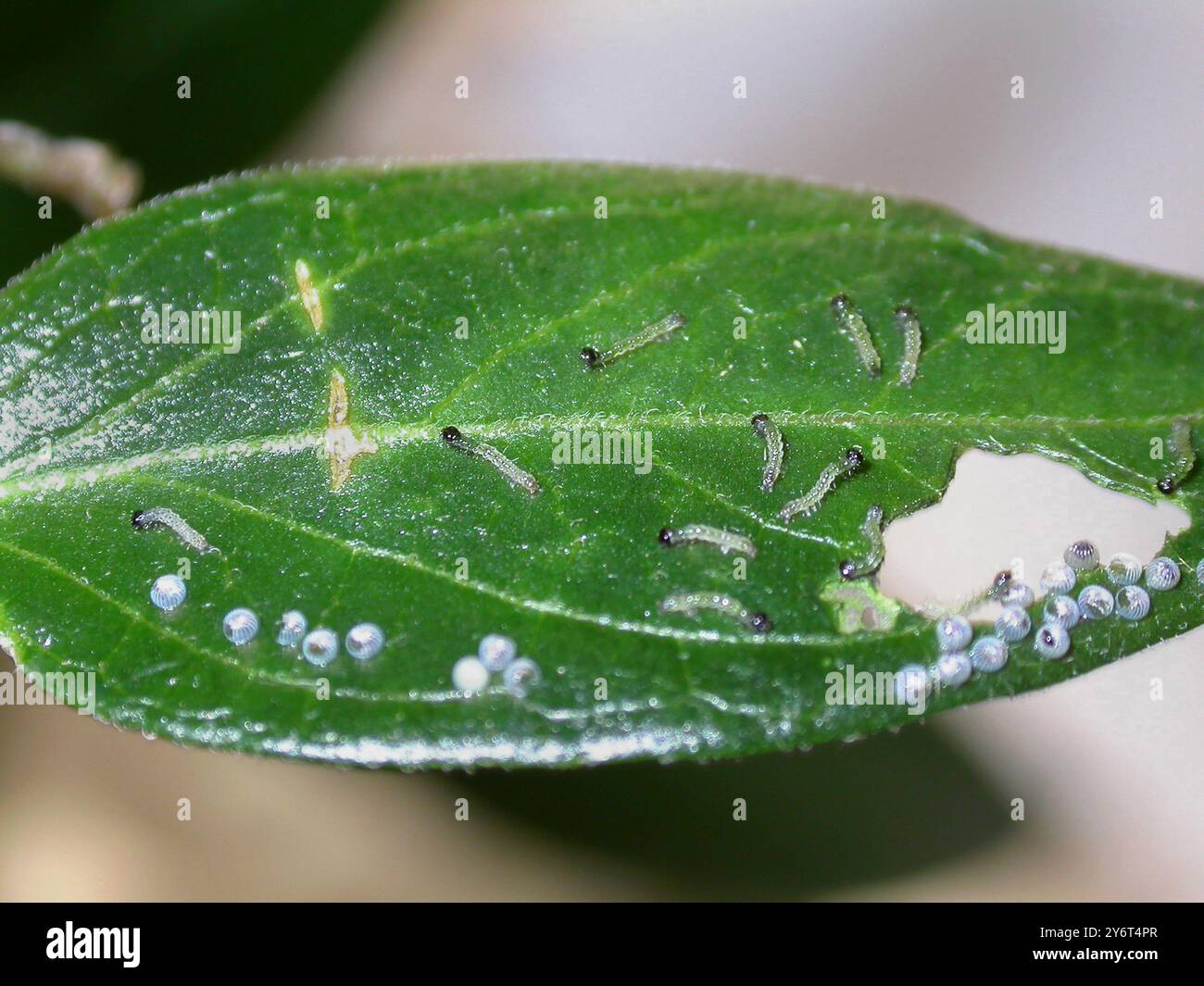 Les bébés d'Abrostola clarissa Moth Banque D'Images