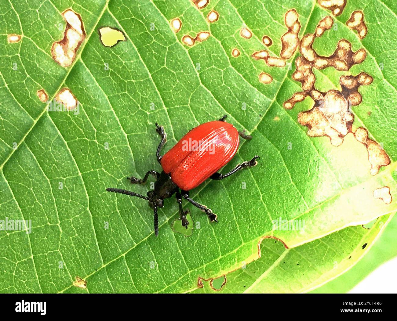 Coléoptère de la pomme de terre, Lilioceris cheni Banque D'Images