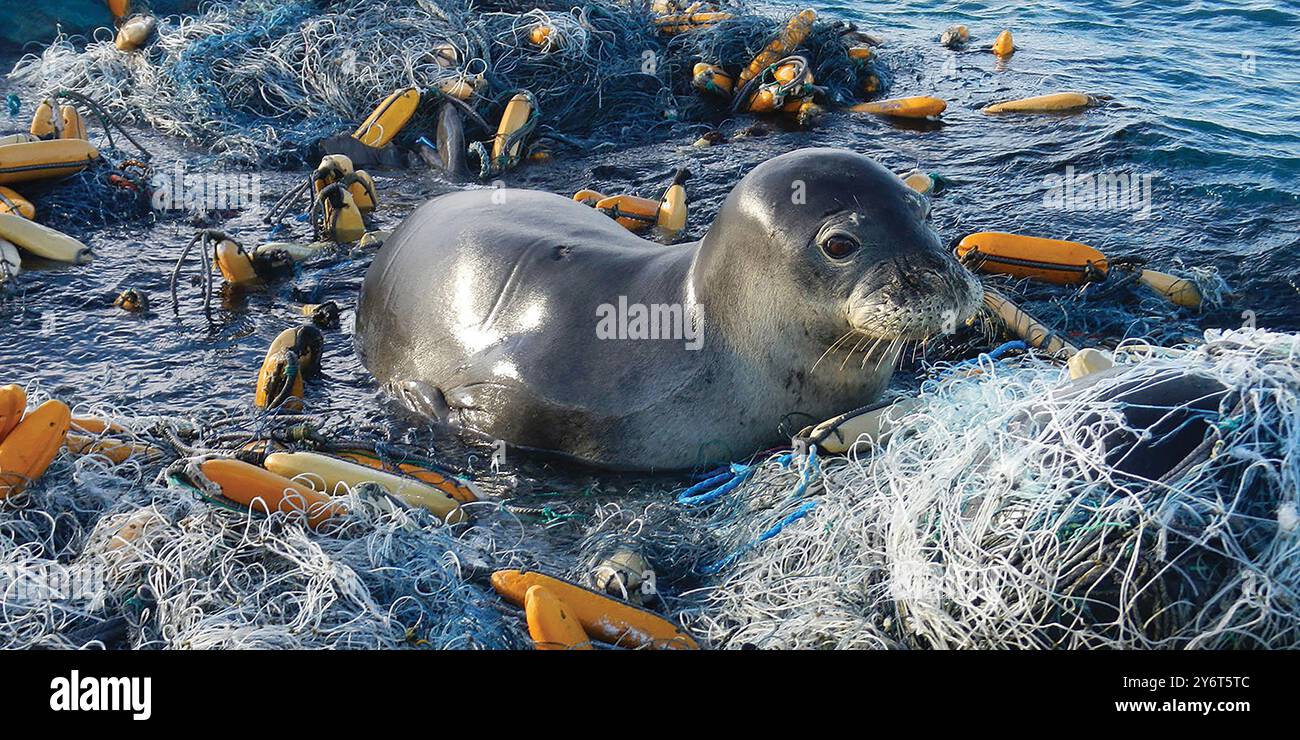 Phoque moine hawaïen en voie de disparition sur les ordures, Hawaï Banque D'Images