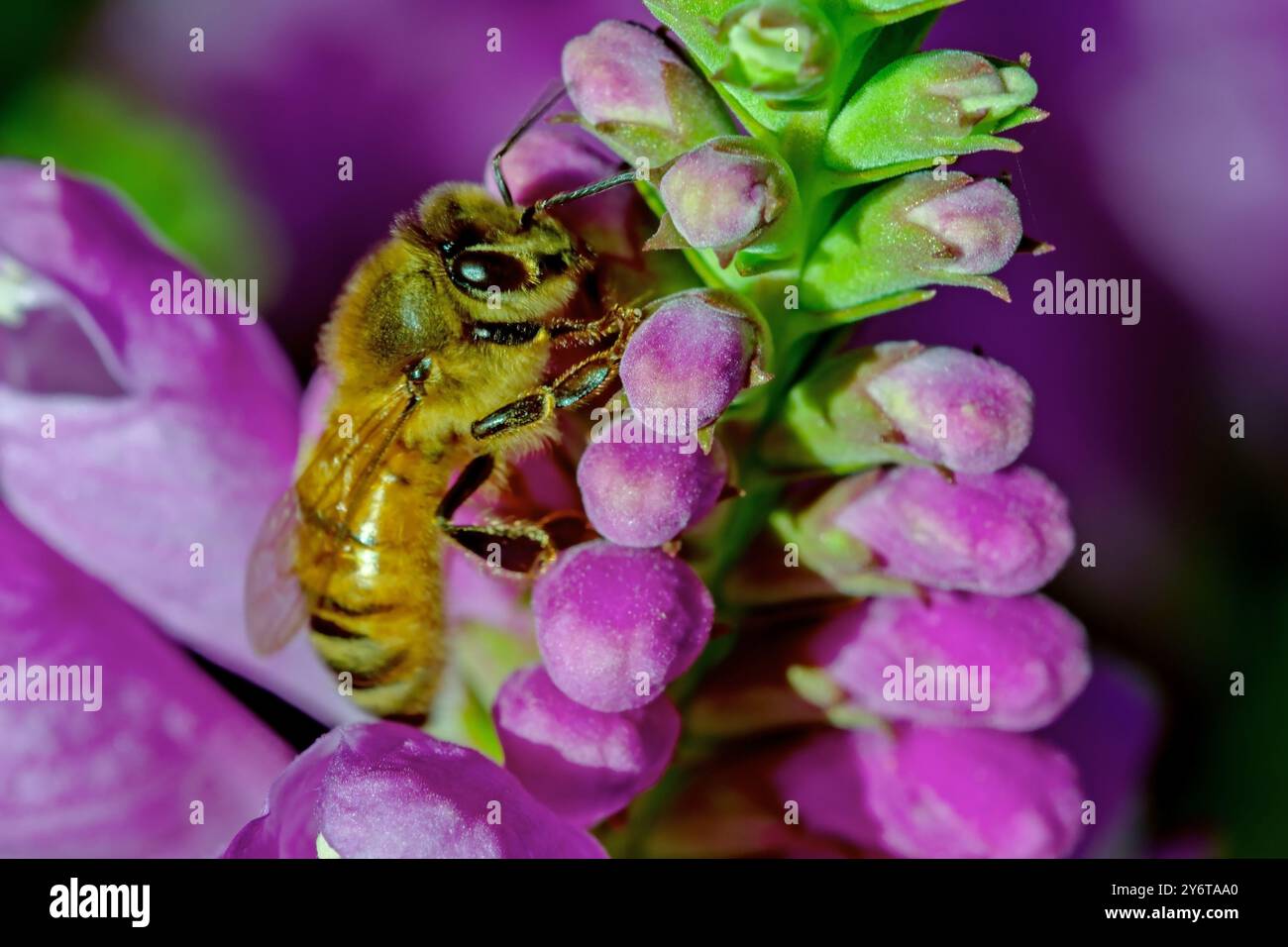 Abeille européenne sur fleur Banque D'Images