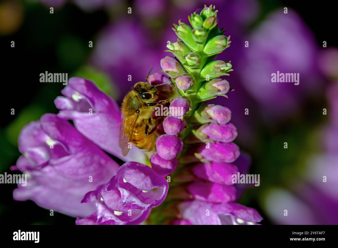 Abeille européenne sur fleur Banque D'Images