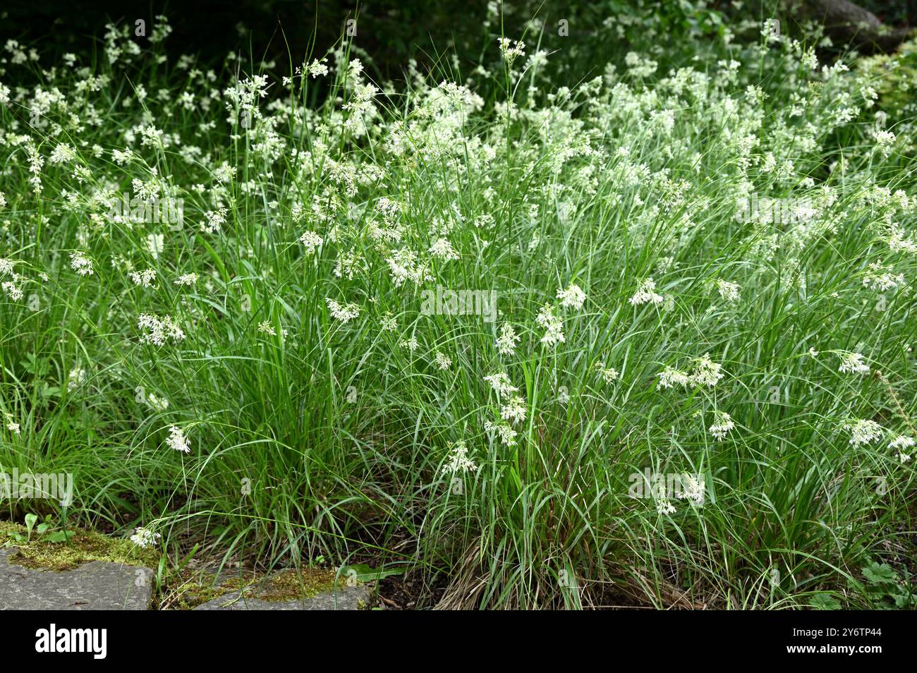 Fleurs blanches délicates au début du printemps de la ruée boisée enneigée Luzula nivea poussant dans le jardin britannique mai Banque D'Images