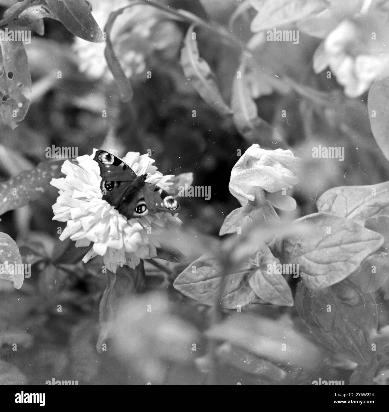 INSECTE PAPILLONS INDIENS MARIGOLD FLOWER LONDON ZOO 27 JUILLET 1961 Banque D'Images